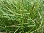 Carex appressa