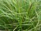 Carex appressa