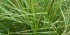 Carex appressa