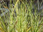 Carex fascicularis