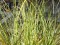 Carex fascicularis