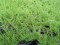 Myoporum parvifolium (fine leaf)