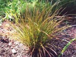 Carex tereticaulis