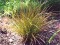 Carex tereticaulis
