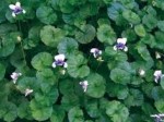 Viola hederacea