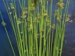 Juncus pallidus