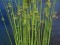 Juncus pallidus