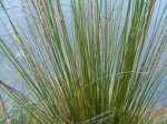Juncus usitatus