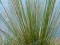 Juncus usitatus