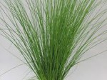 Juncus flavidus