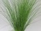 Juncus flavidus