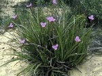 Patersonia occidentalis