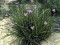 Patersonia occidentalis