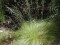 Poa sieberiana