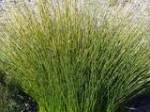 Isolepis nodosa