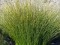 Isolepis nodosa