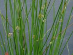 Juncus kraussii