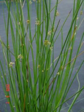 Juncus kraussii