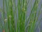 Juncus kraussii