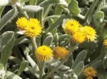 Chrysocephalum apiculatum