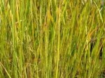 Juncus subsecundus
