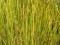 Juncus subsecundus
