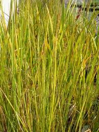 Juncus subsecundus